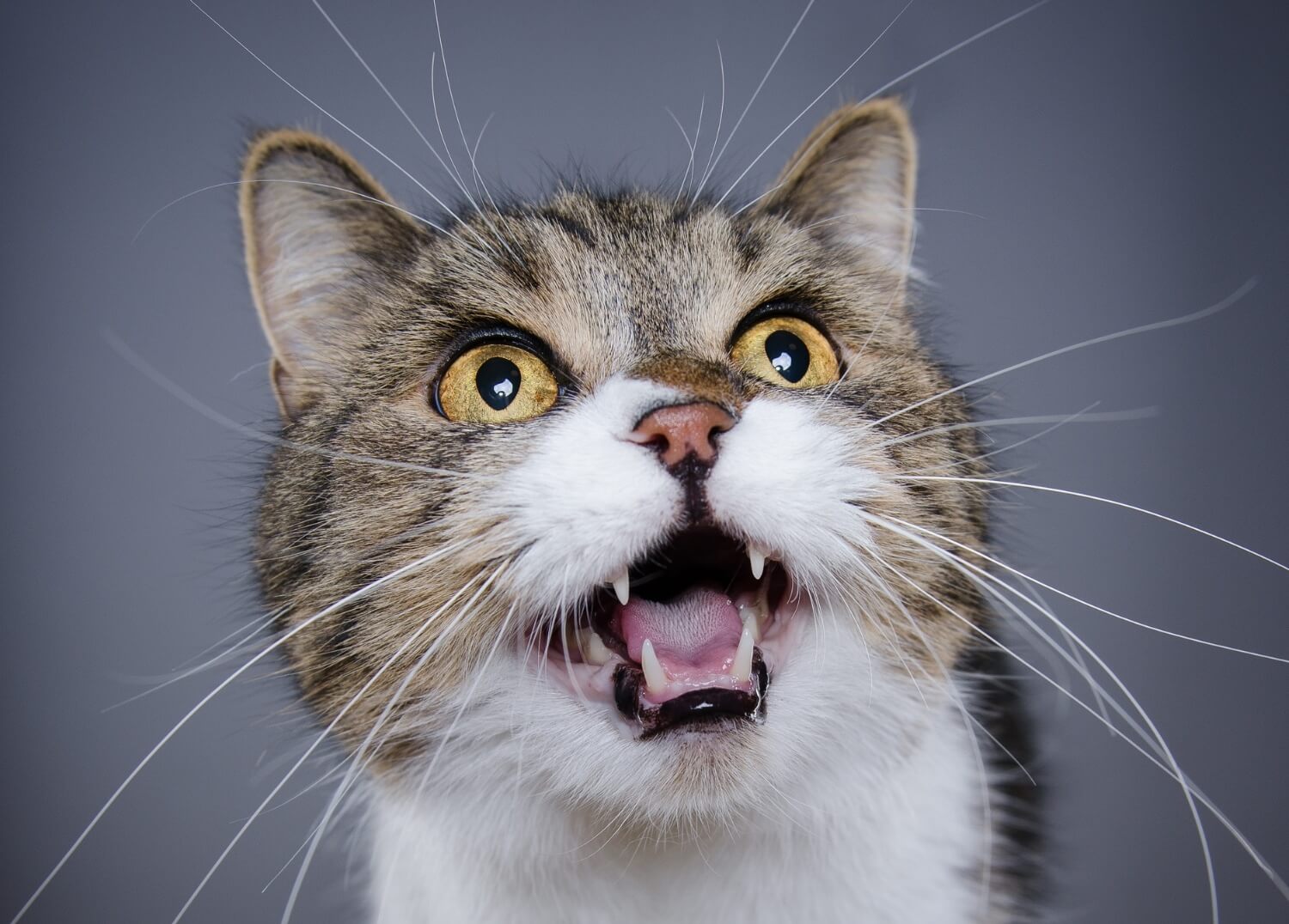 Excessive Meowing and Yowling Why Is My Cat So Vocal?